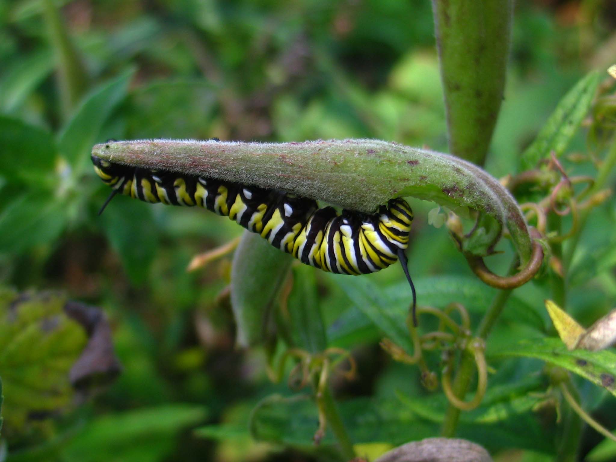 Monarch on Swamp Milkweed.jpg