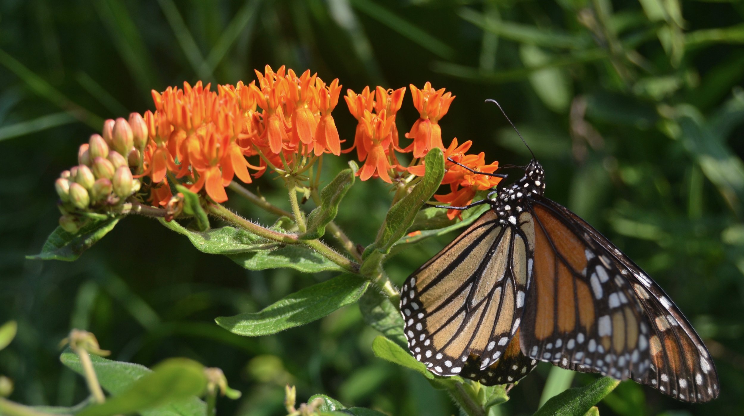 Monarch butterfly weed.jpg
